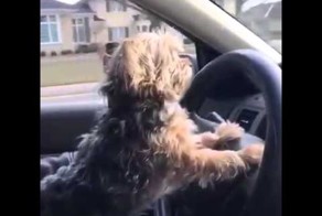 Трезвый водитель