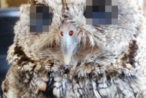 Сова Зевс с космическими глазами