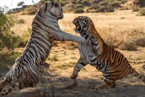 Когда воюют королевы