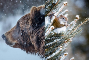 Белые и пушистые