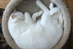 Как удобно спать в коробке