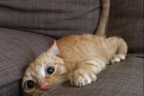 Правила жизни настоящего котэ