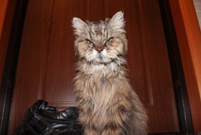 Кот из преисподней