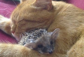 Кошка заботится о ежатах