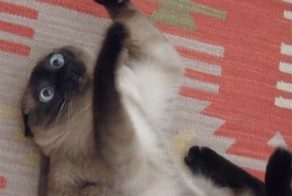 10 котов, которые попробовали валерьянку и кошачью мяту