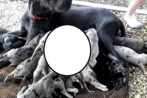 Вот она, наглая рыжая морда