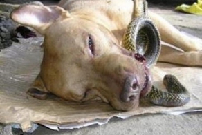 Питбуль ценой своей жизни спас двух женщин от ядовитой кобры