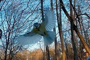 Синичка ест с рук