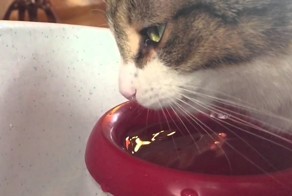 Как коты пьют воду, замедленная сьемка