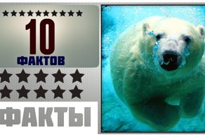 Топ 10 Интересных фактов