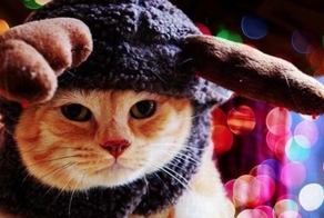 Как я провел каникулы