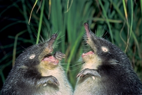 Русская выхухоль против американской норки