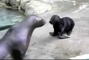 Забавные крики животных