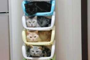 Система хранения котов
