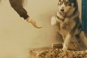 Несколько прикольных GIFок про братьев наших меньших