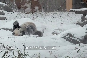 Панда тащится от снега 