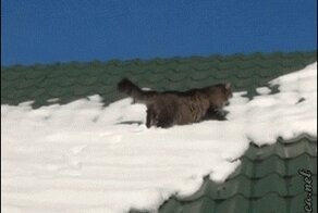 Кот на крыше