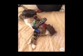 Супер животные