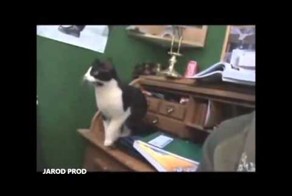 Приколы с котами