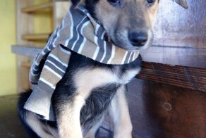 Юность Шерлока