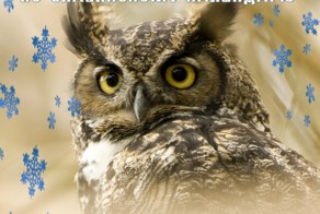 2015 год - Год Белого Филина по славянскому гороскопу