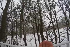 Неброские северные колибри