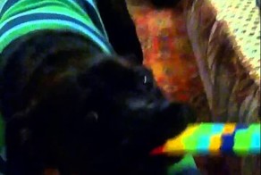 Бешенный Стаффорд