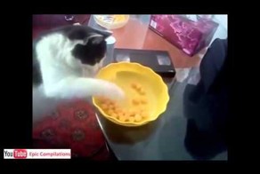 Прикольные кошки и коты