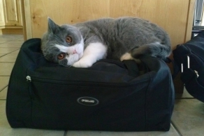 Возьмите нас собой в поездку, ну пожалуйста!