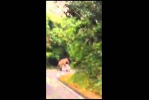 Слон атакует авто