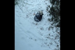 Панда впервые в жизни увидела снег