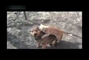 Суровый Челябинский Кот 