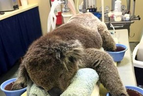 Люди помогают коалам, получившим ожоги