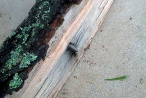 Пуля в полене