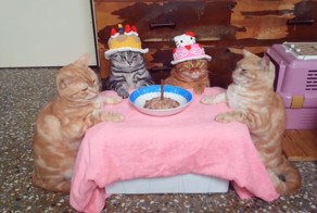 День Рождения у котиков