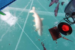 Рыбак поймал двухкилограммовую форель