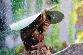 Sony World Photography Awards 2015 — «сливки» фотографий всего года