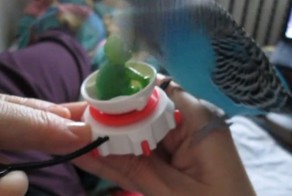 Настоящий кавалер