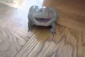 Реакция лягушки на прикосновение