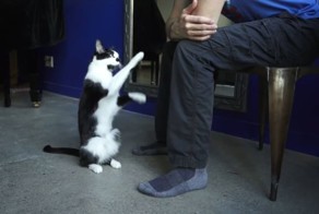 Самый нуждающийся кот в мире 