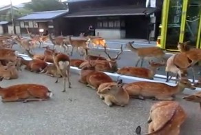 Олени оккупировали дорогу Японии