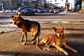 День зачистки от собак