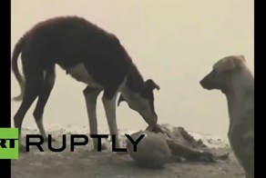 Ужасы священной реки Ганг