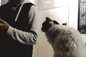 Gif обзор