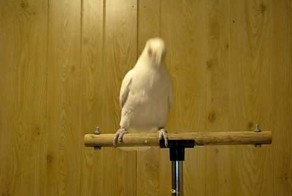 Танцующий попугай — звезда интернета