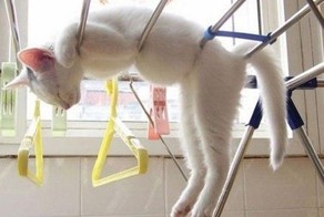 Спящие котэ