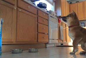 Ты - не ты, когда голоден 