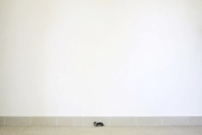 Котенок был таким маленьким, что они вначале приняли его за мышь