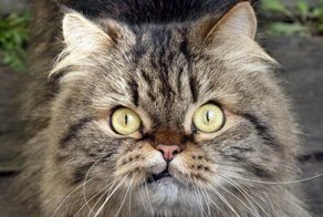 Ёшкин-кот научная классификация