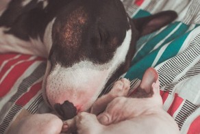 Разрушая мифы...Котопес